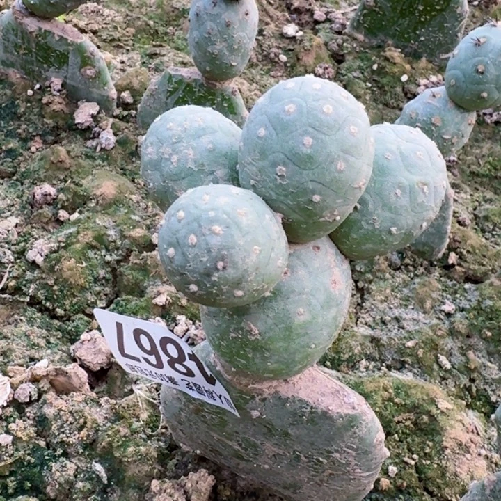 4867欧系白皮圆球习