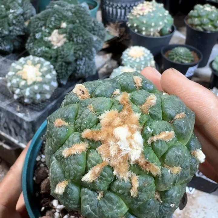 逝**子682苗接光面连山牡丹仙人球