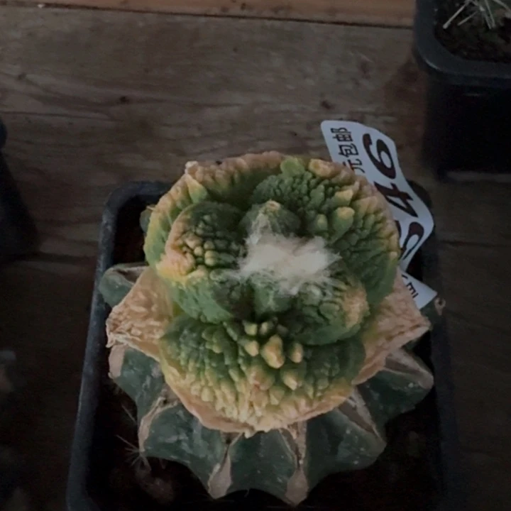 4546大尤怒涛牡丹锦仙人球