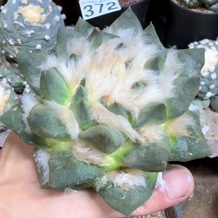 福利苗接短叶龙呀818