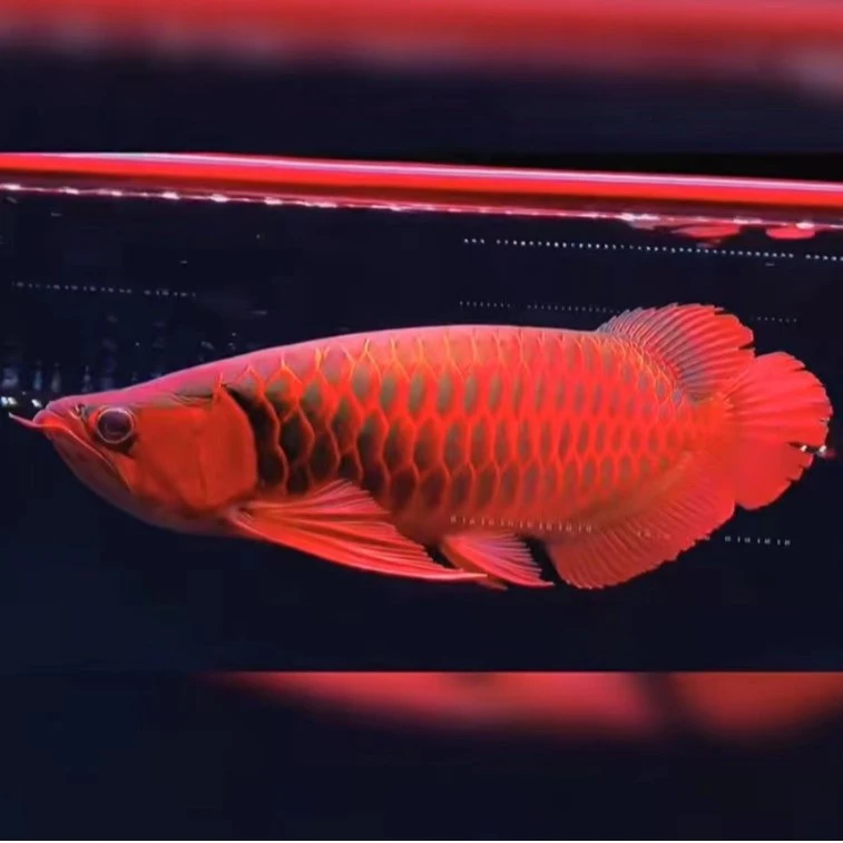 超血红龙鱼印尼观赏鱼活体大型热带鱼