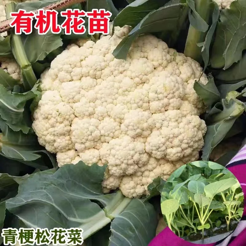 花菜苗秧苗青梗松花菜种苗白花菜四季阳台带土穴盘苗