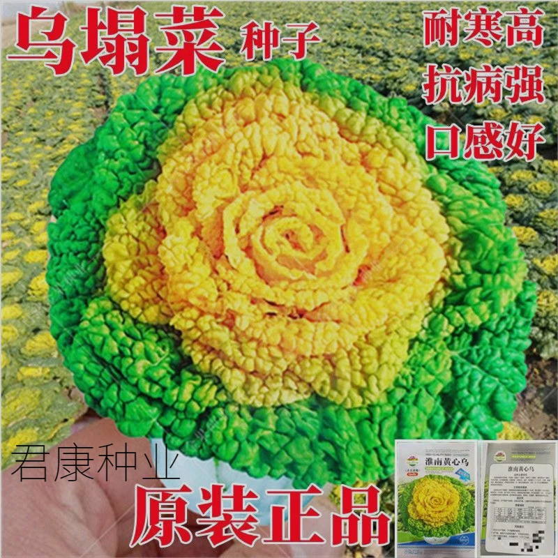 耐寒黄心乌塌菜种子高钙养心菜菊花菜种子春秋四季播蔬菜农家易种