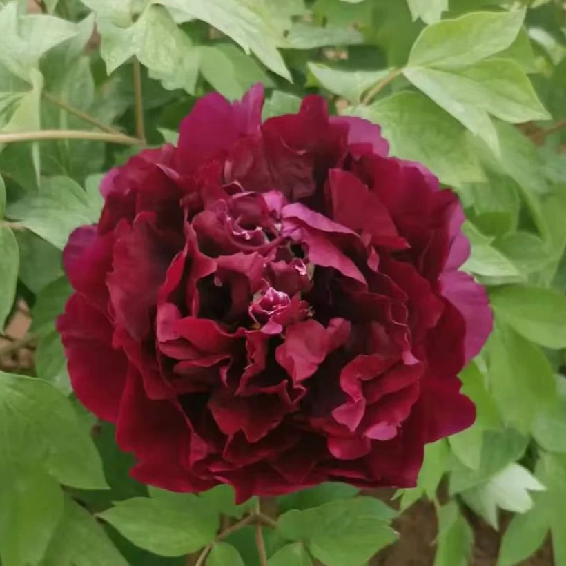 【黑妞】正版精品牡丹（秋季发货）