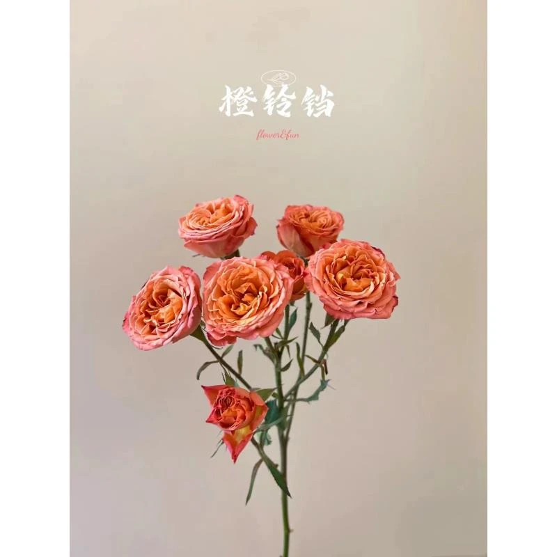 【半岛精选】橙铃铛 多头玫瑰云南鲜花玫瑰花基地直发鲜切花