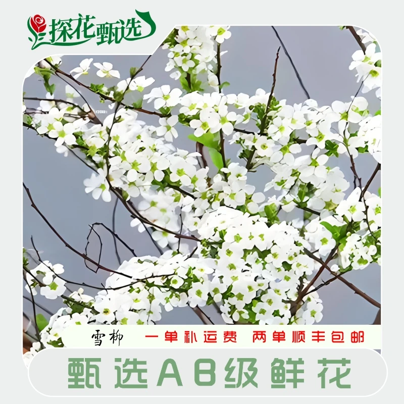 【探花甄选】 鲜枝雪柳 绿植瓶插景观 云南基地直发 两单顺丰冷链