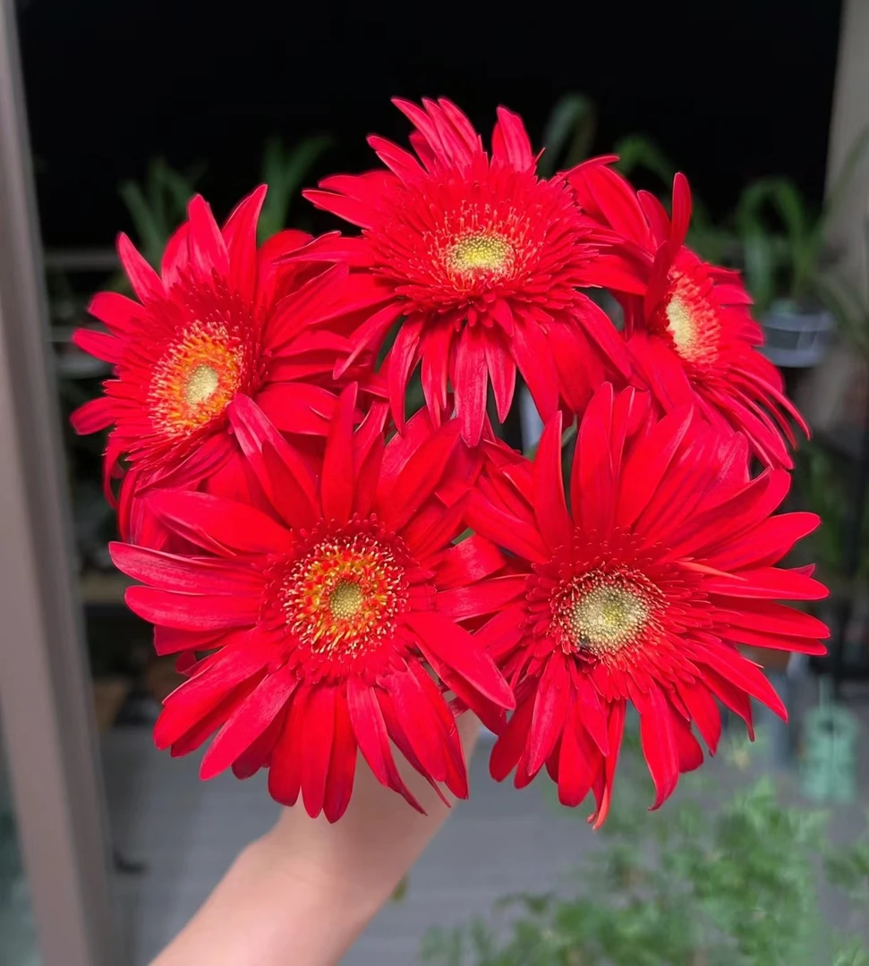 【半岛精选】红艳 非洲菊  云南高品质鲜切花全场一单包邮