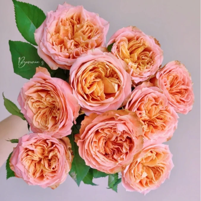 【探花甄选】方可桃 A级单头玫瑰 云南直发 两单顺丰冷链 卖花