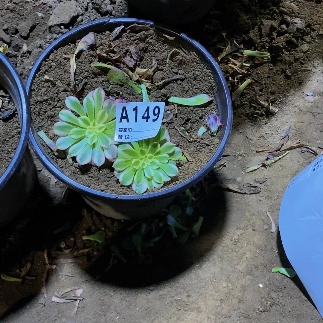 华*?多肉植物法师锦砍头苗