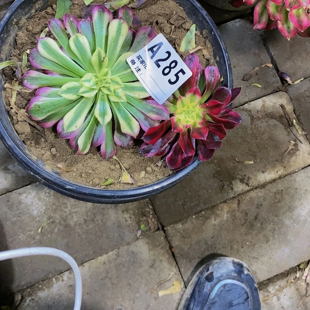 多肉植物法师锦砍头苗系列