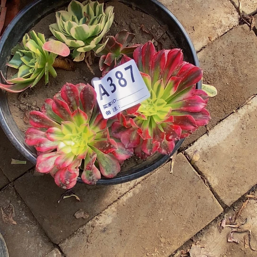 多肉植物法师锦砍头苗系列