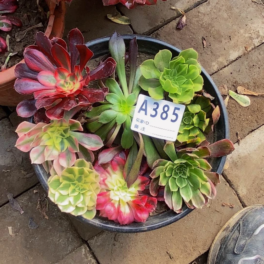 多肉植物法师锦砍头苗系列