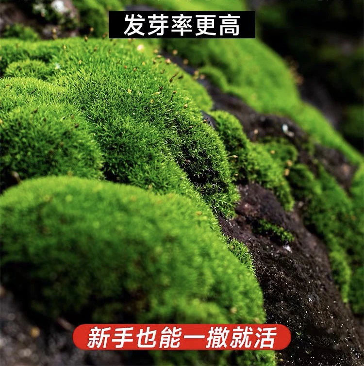 吸水石上水石盆景盆栽青苔苔藓粉种花微景观植物铺面用苔藓