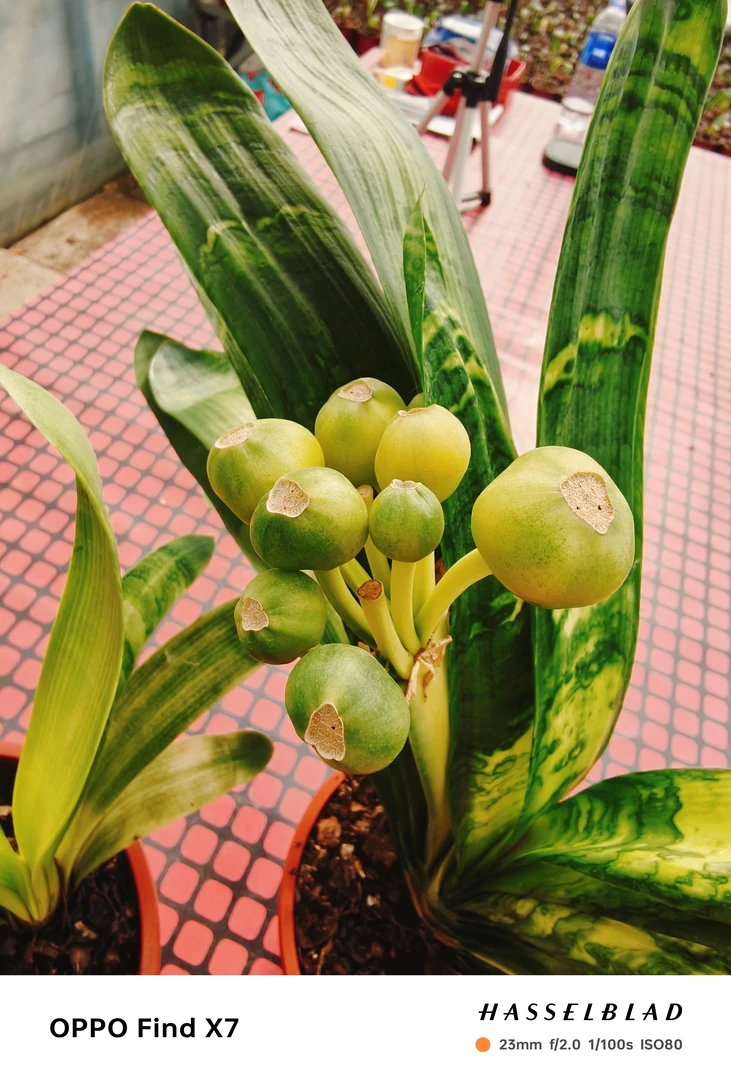 精品鞍山君子兰艺景山水画桃包邮送刨花