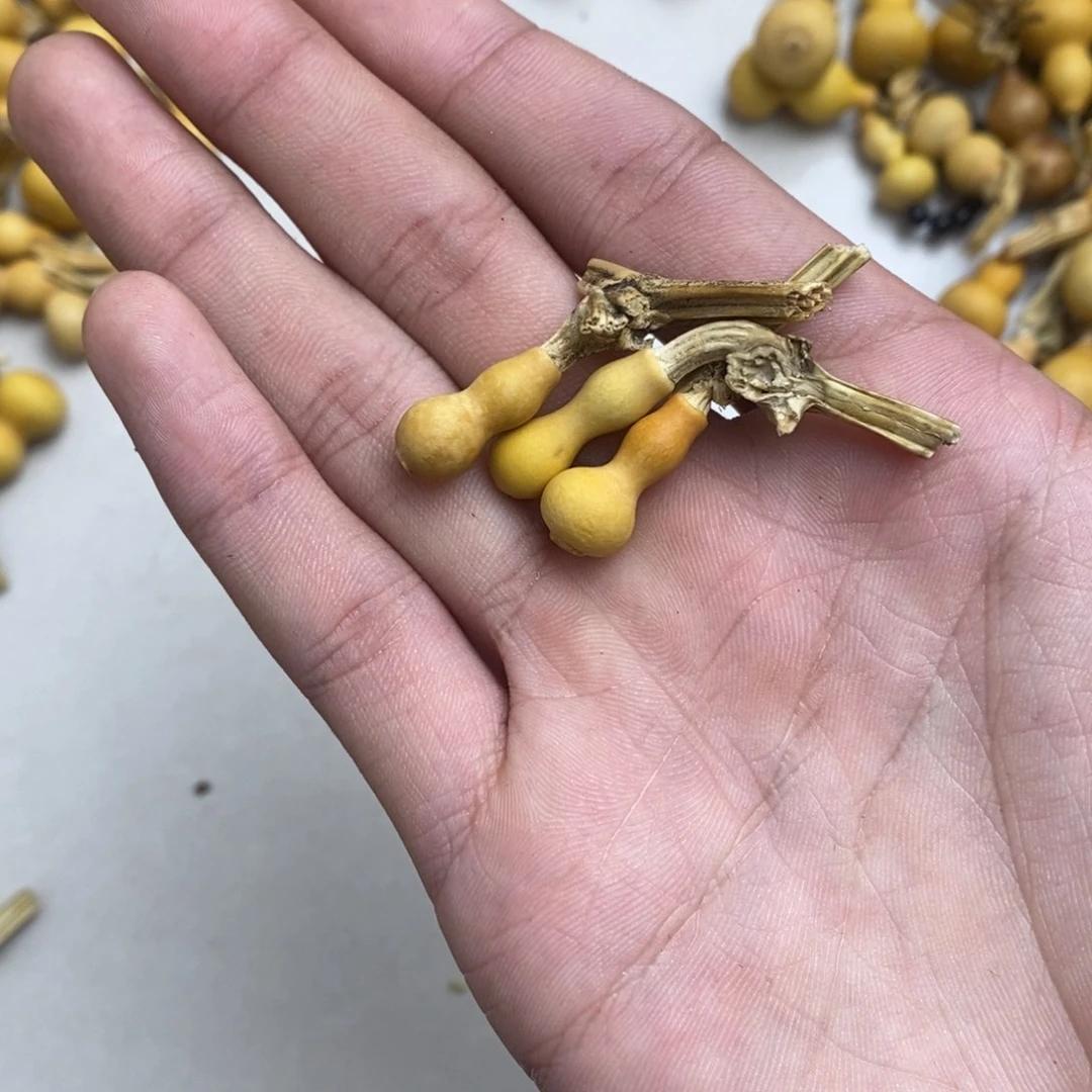 叫**白葫芦葫芦葫芦葫芦葫芦