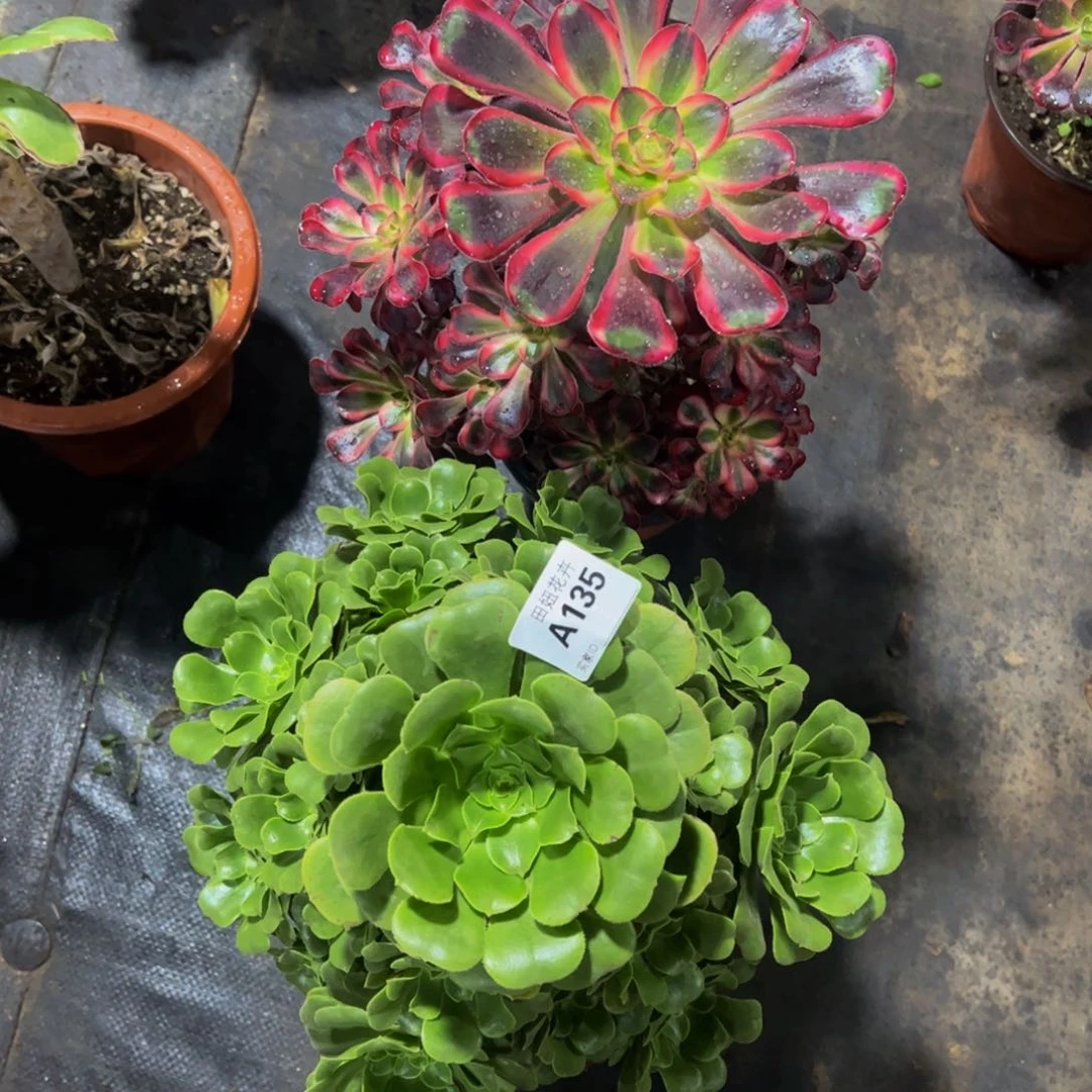 丽娜绿玫瑰134.1355555