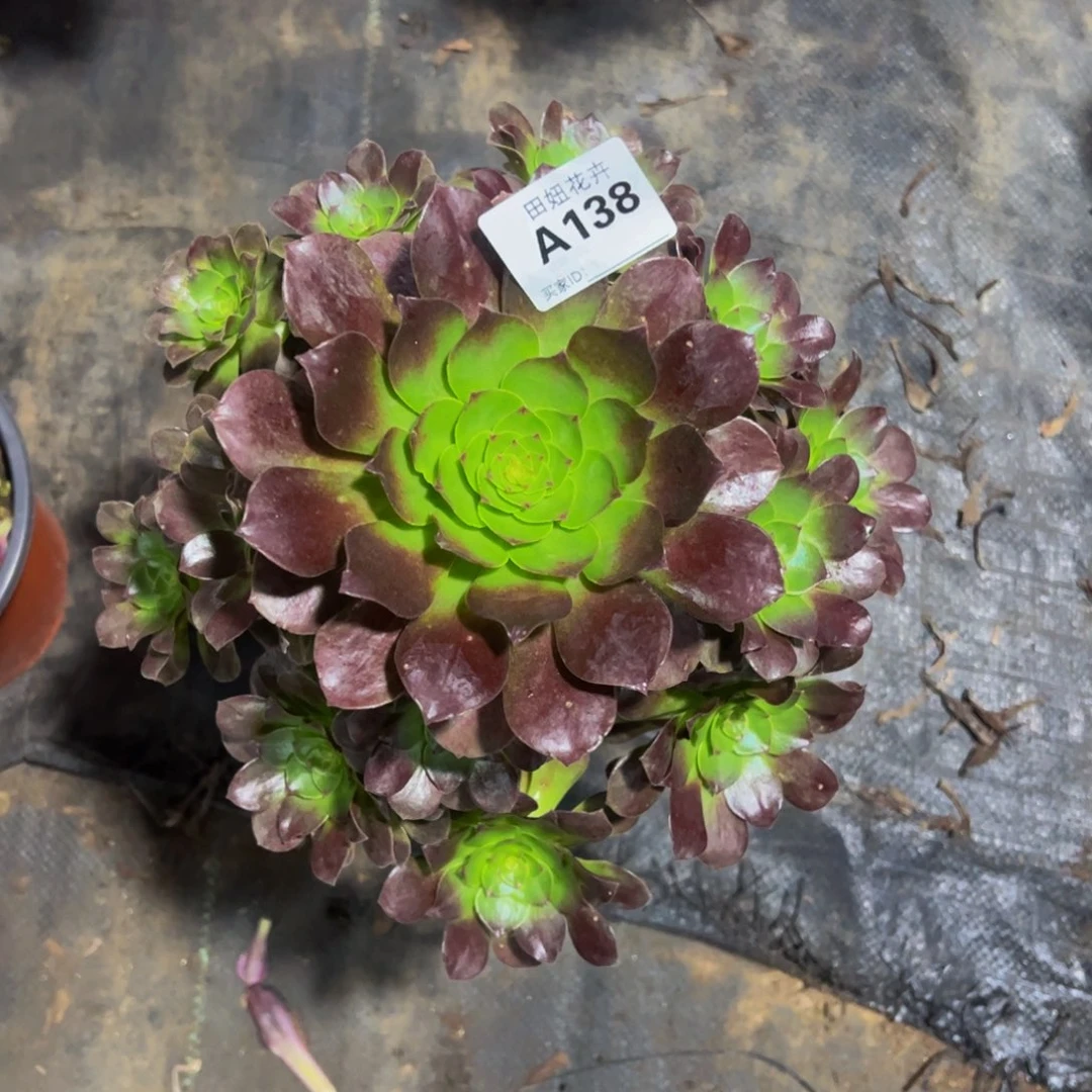 哧燕链一颗138888888