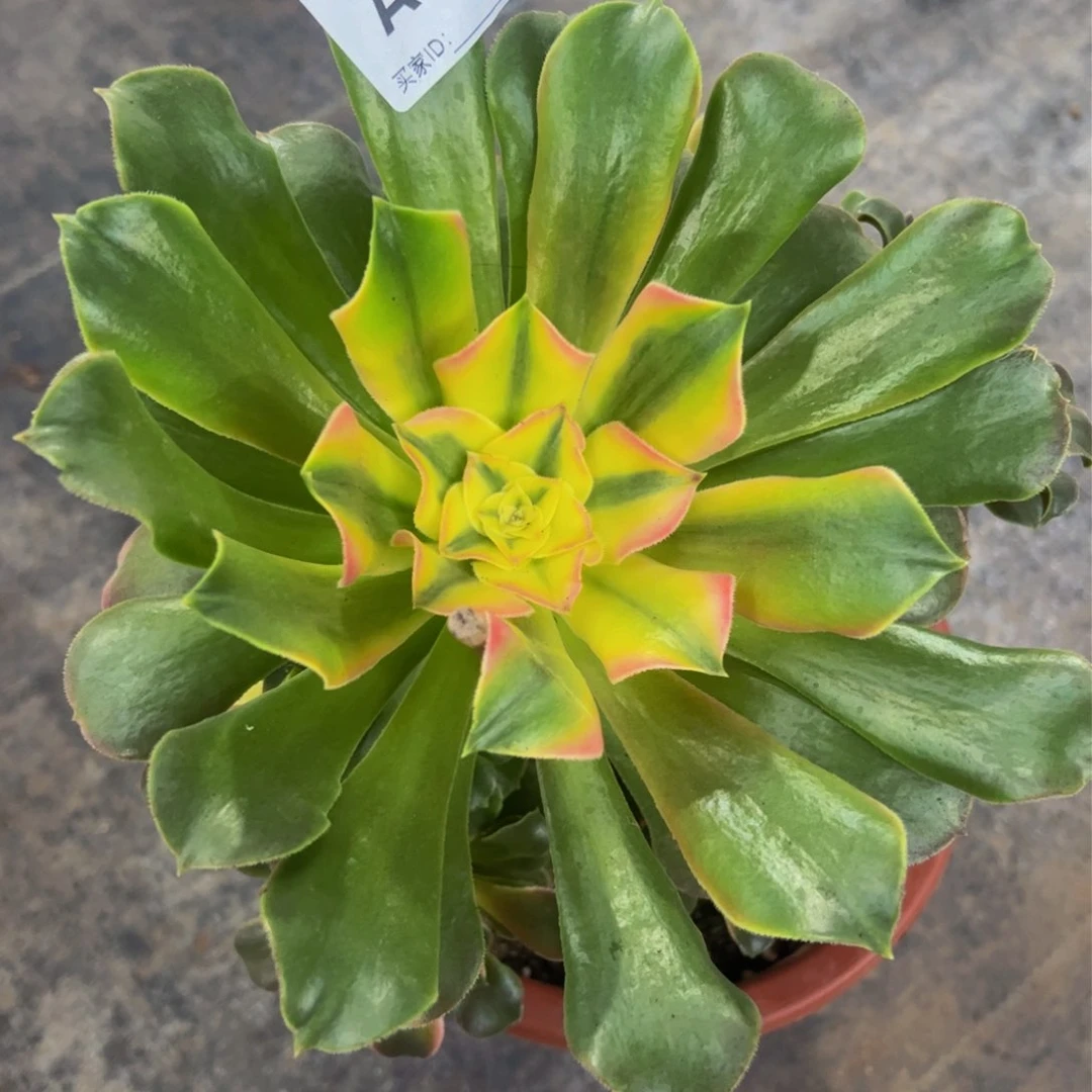 香妃一颗99777777777