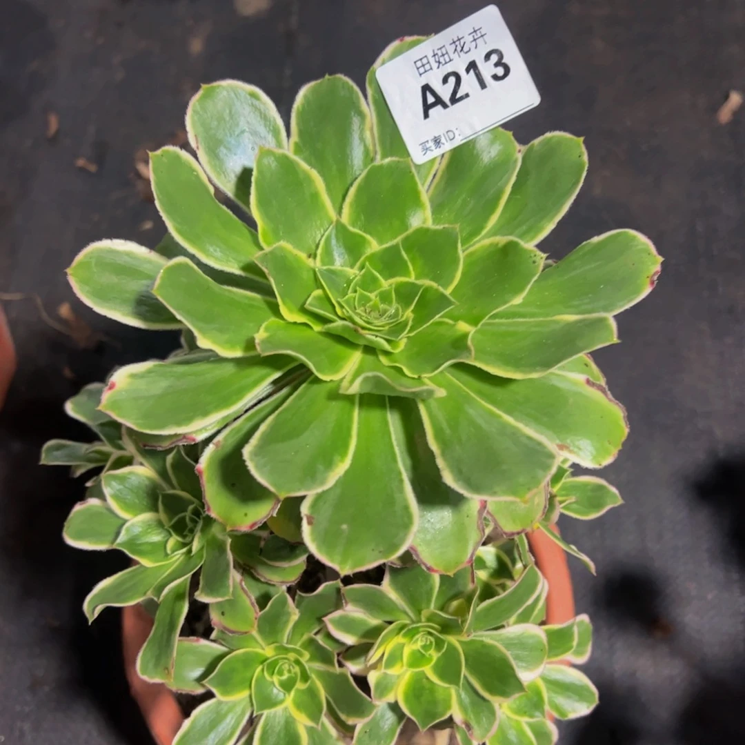 大叶绿玫瑰一颗213333333