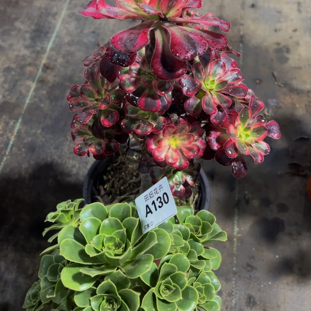 香奈一颗香付一颗130.13111111