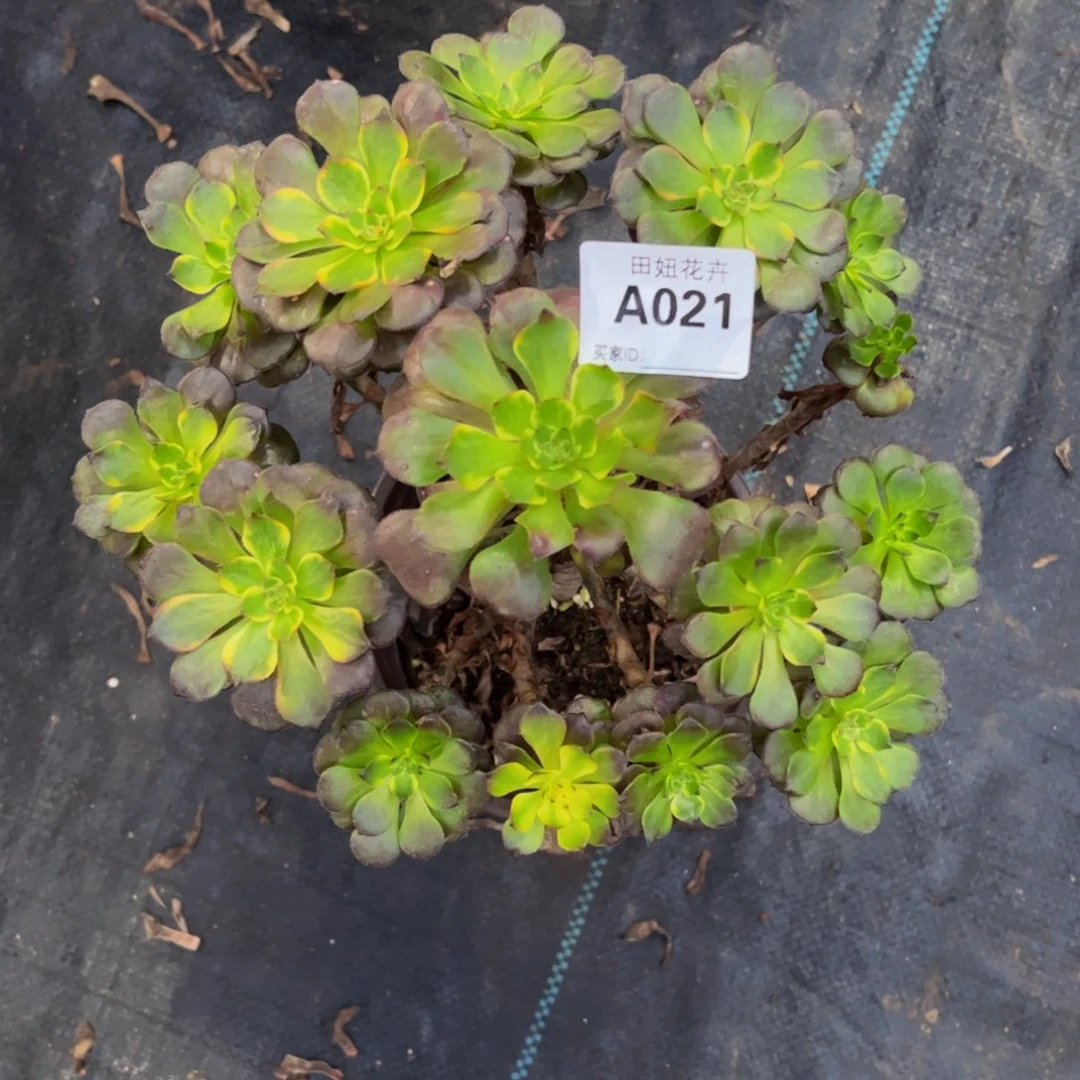 青*～烟花一颗021111111111