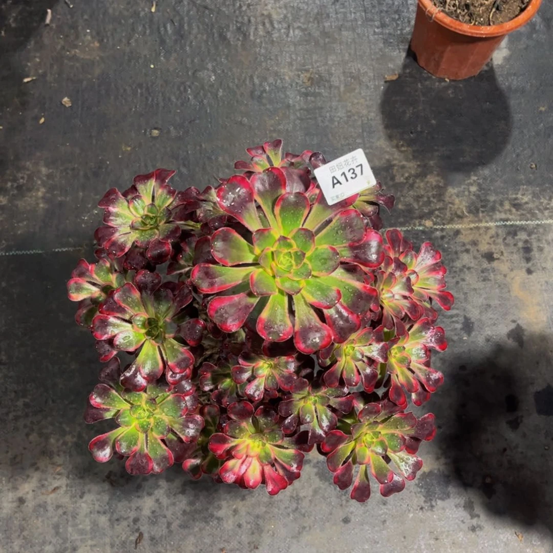 丽娜一颗137777777