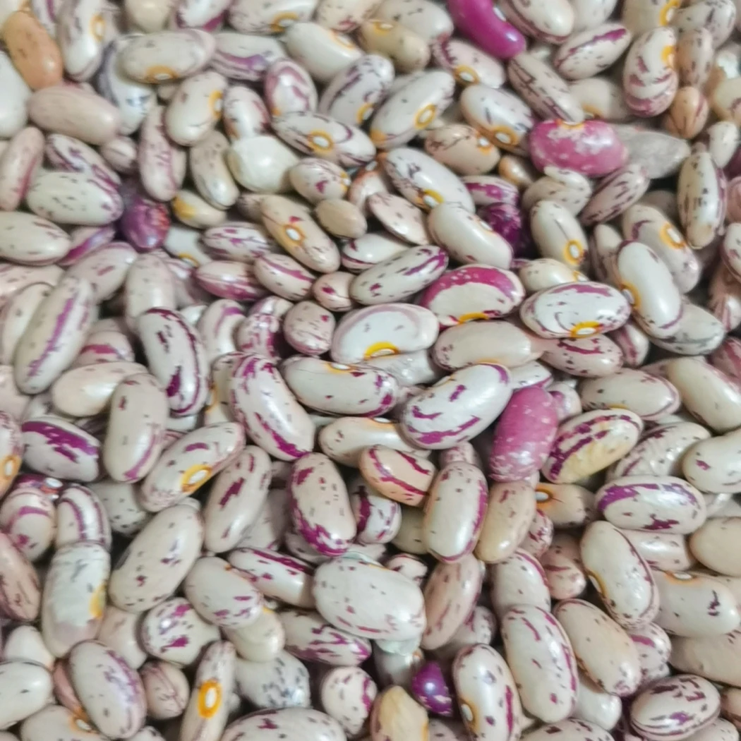 25年东北饭豆奶白花芸豆