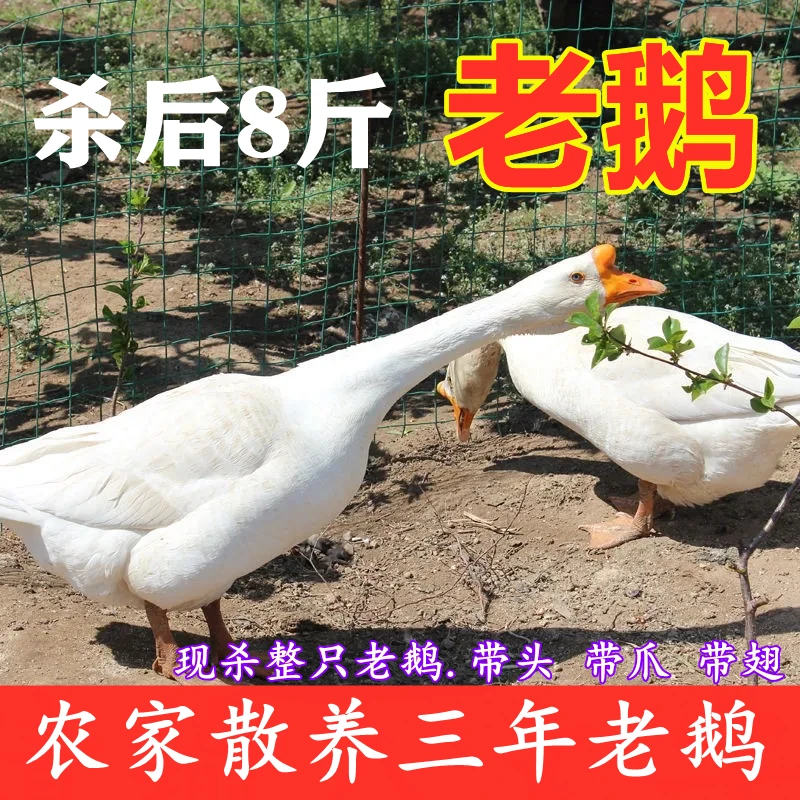 老鹅【顺丰包邮】散养大鹅农村土鹅杀完净重7-8斤9斤