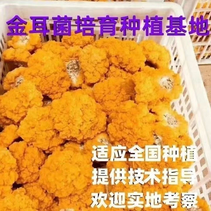 金耳菌种植包食用菌菌种家庭种植蘑菇菌种金脑花槐耳菌包菌种家种