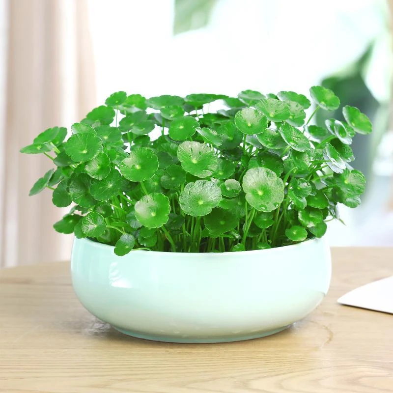 带叶铜钱草水培植物办公室桌面水养绿植金钱草室内四季花卉盆栽