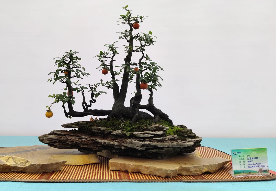 重庆小山灌木金弹子黑塔子瓶兰花