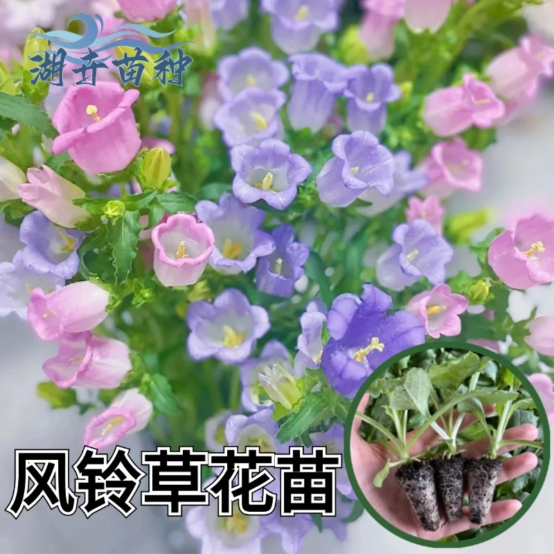 【带穴盘】风铃花苗超级冠军切花苗种草本多年生耐寒抗冻庭院盆栽