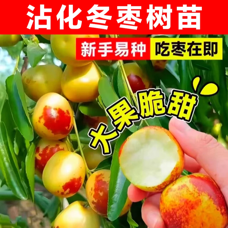 【39.9元两棵】正宗沾化冬枣树苗冰糖枣南方北方盆栽地栽种植果树苗