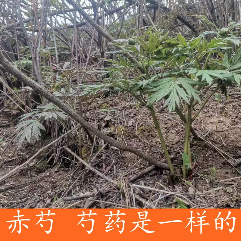 非种植野外采挖 赤芍