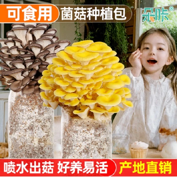 蘑菇种植包菌种菌包家种可爱香菇懒人食用黑平菇菌菇家庭新鲜菌棒