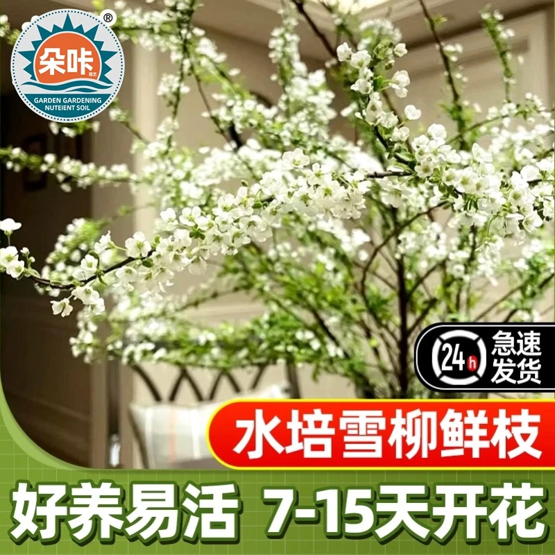 雪柳干枝花水培花耐寒花真花插水里可以开花天然遇水开花清香高级
