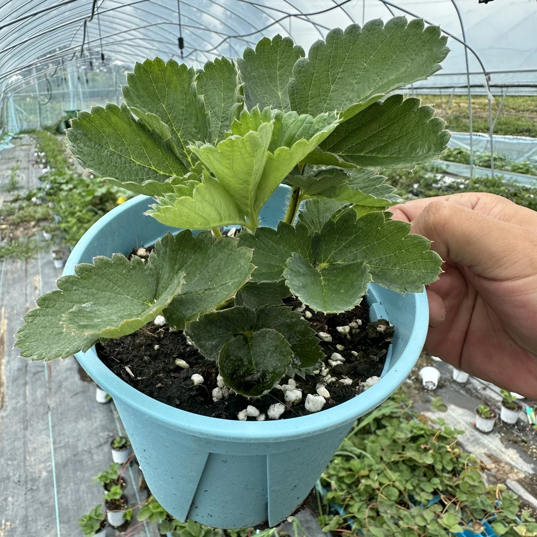 粉玉草莓原盆原土盆栽地载可食用新苗四季结果阳台草莓苗秧苗