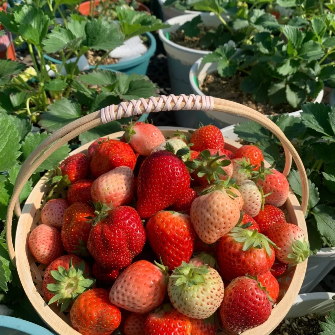 混搭奶油红颜章姬甜宝越秀粉玉草莓苗穴盘苗四季结果阳台种植草莓