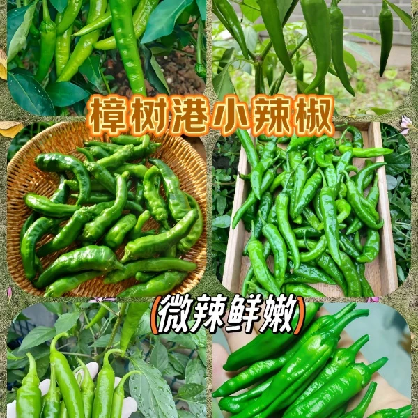 【中辣鲜香】正宗樟树港品种辣椒湖南辣椒中辣薄皮辣椒基地直发