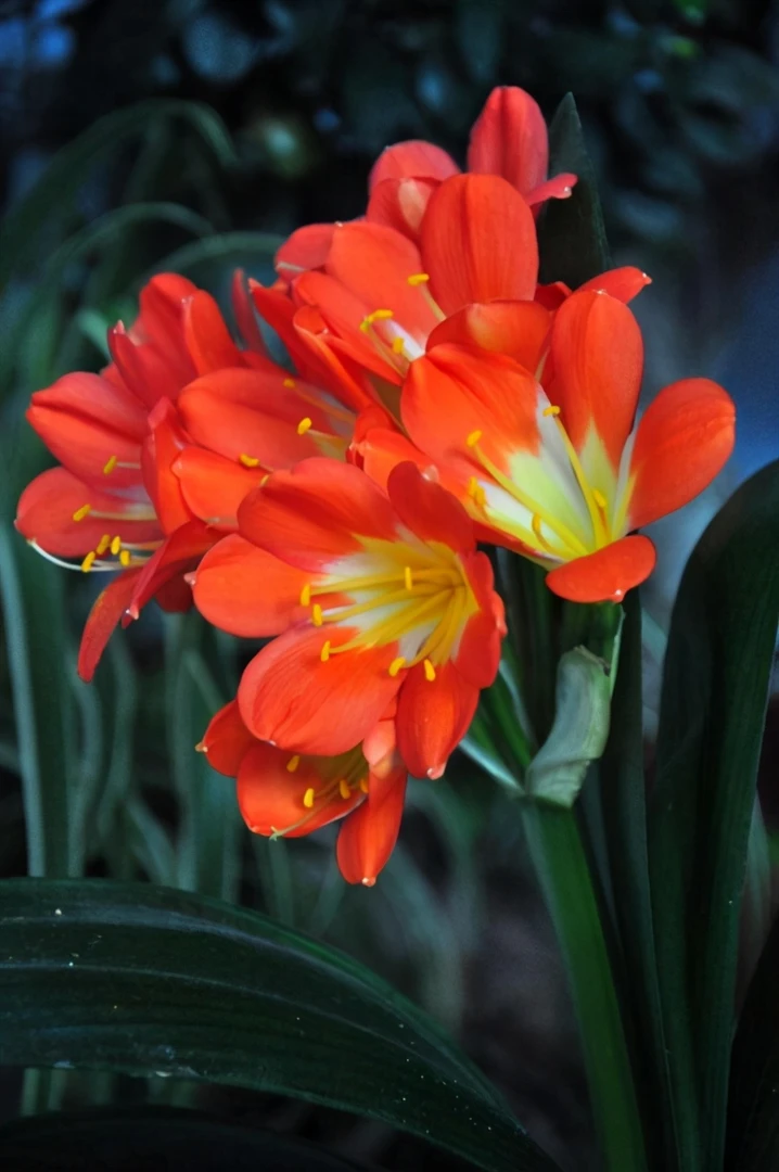 鑫源花卉自产自销