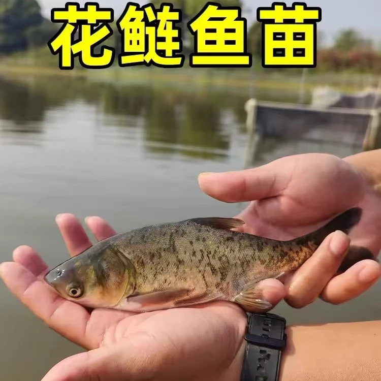 大头鱼苗淡水养殖食用鲢鳙鱼半斤胖头鱼白鲢雄鱼鳊鱼花鲢鱼苗批发