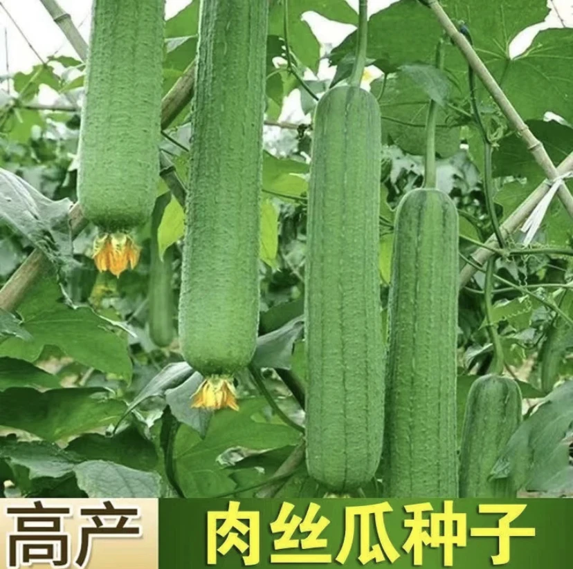 【拍2送1】高产大肉丝瓜/长香丝瓜籽/八棱角丝瓜蔬菜种子阳台四季