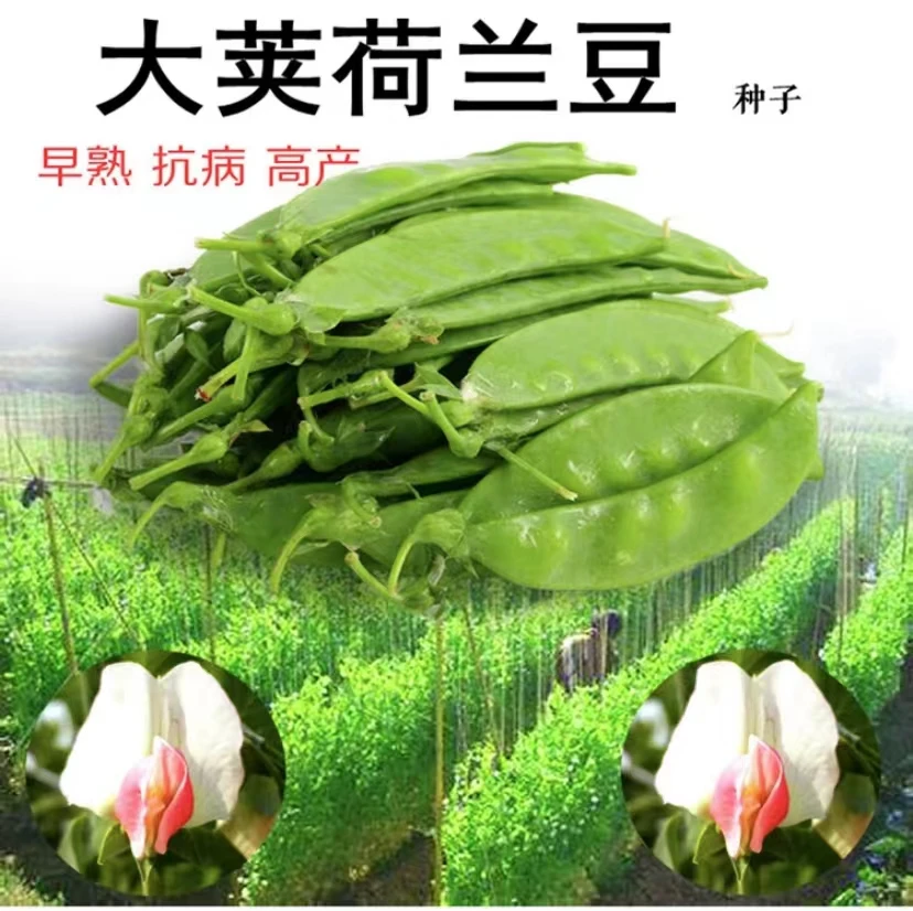 【拍2送1】荷兰豆臭菜种子甜脆大荚春秋种植种籽易种无纤维播种蔬菜