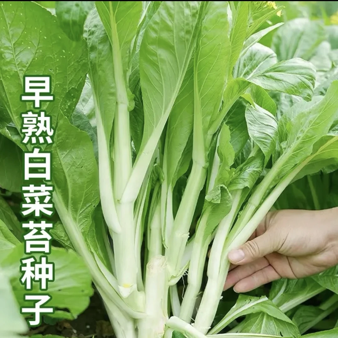【白菜苔种子】四季可种阳台庭院种植蔬菜种籽（拍2送1)菜种子