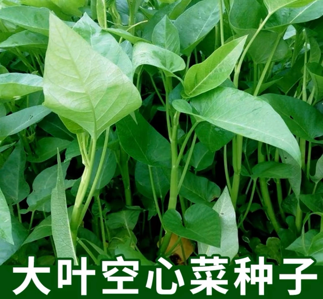 大叶空心菜种籽/三叉空心菜种籽耐热优质高产蔬菜种子（拍2送1）