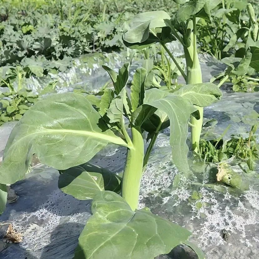 芥兰种子高产甜脆优质蔬菜种子【拍2送1】