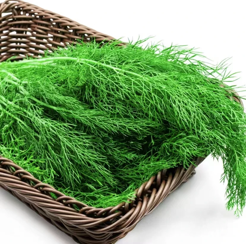 茴香种子四季菜种子阳台农家小院种植蔬菜樱桃萝卜种子【拍2送1】