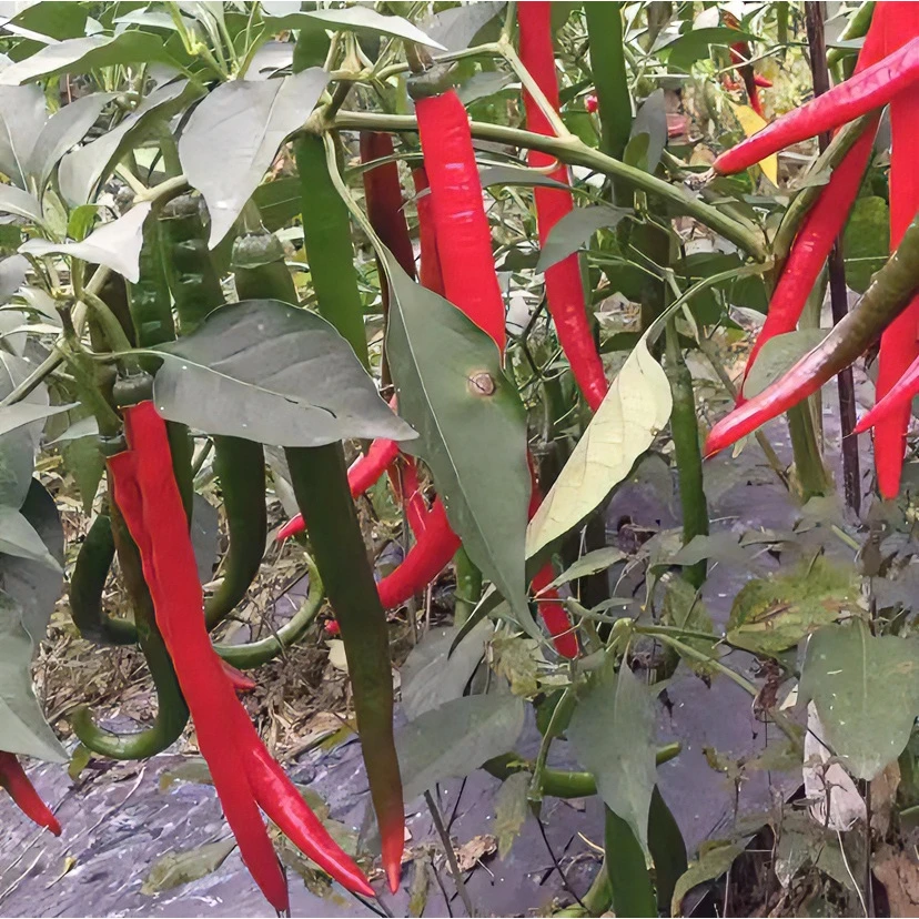 8819长线椒种子/杭椒一号/香辣二荆条辣椒种子（拍2送1）