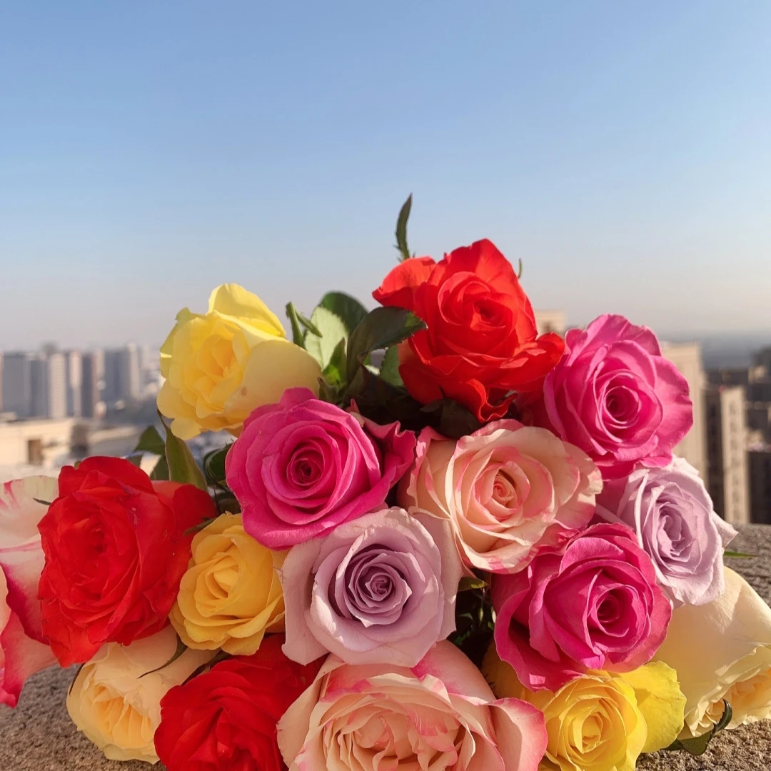 【玫瑰】东北地产鲜花 辽宁凌源鲜花  各色玫瑰家庭办公室瓶插花