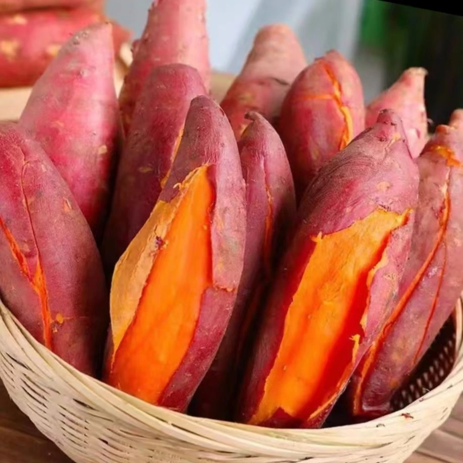 【西瓜红番薯软糯香甜，净重6斤】，产地直发新鲜红薯，现挖现发，顺丰直达